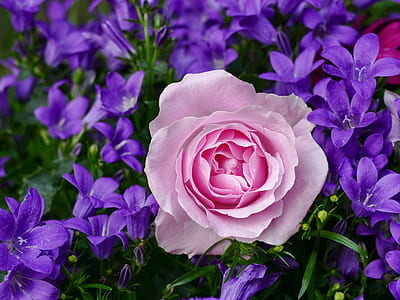 close-up photography of pink rose thumbnail