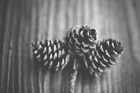 grayscale photography of pine cones thumbnail