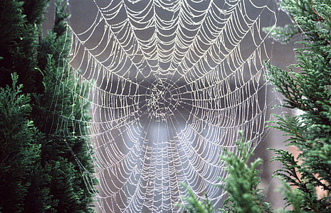 spider net in between green leafed trees thumbnail