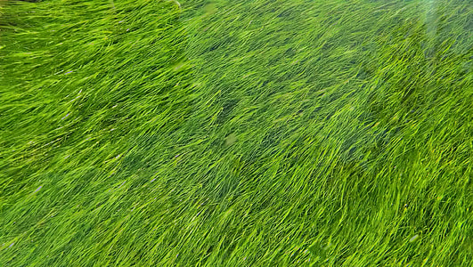 photography of green grass field thumbnail
