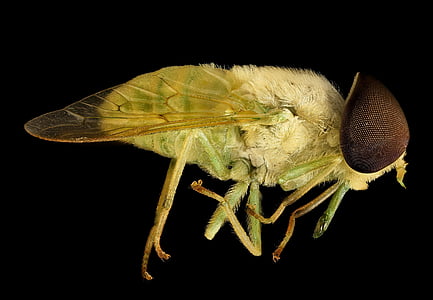 yellow fly in close-up photography thumbnail