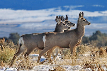shallow focus photography of three gray deers thumbnail