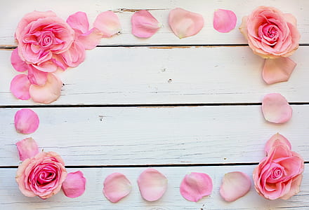 pink rose flower frame thumbnail