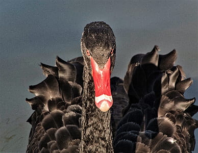 black duck shallow focus photography thumbnail