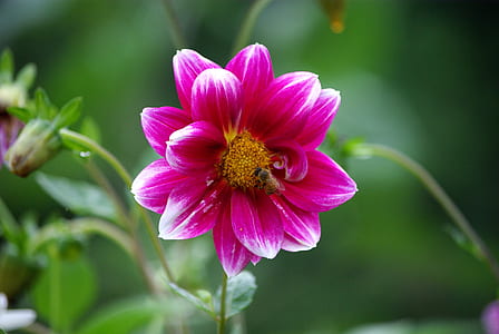 yellow bee flying beside pink petaled flower in close-up photography thumbnail