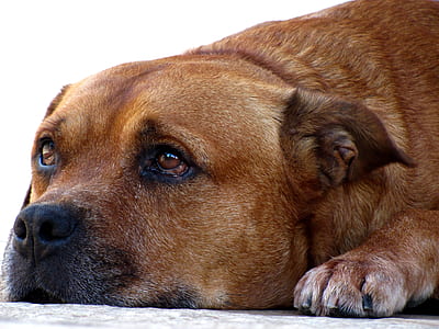 closeup photo of prone lying dog with face on floor thumbnail