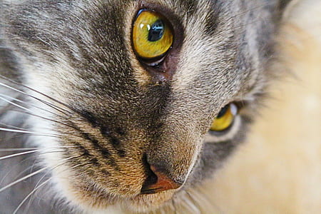 gray cat thumbnail