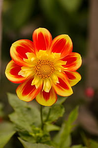 yellow and red petaled flower thumbnail