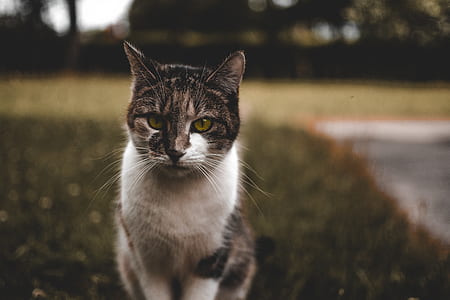 gray tabby cat thumbnail