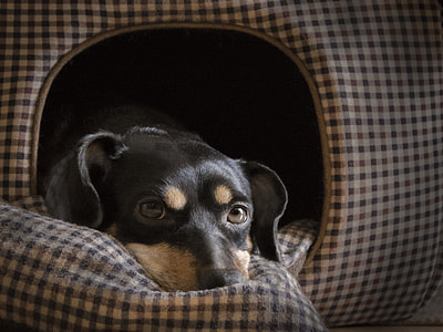 black and brown Dachshund thumbnail