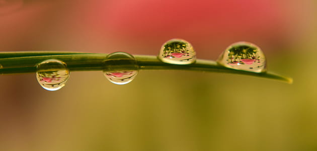 macro photography of tear drops on green leaf thumbnail