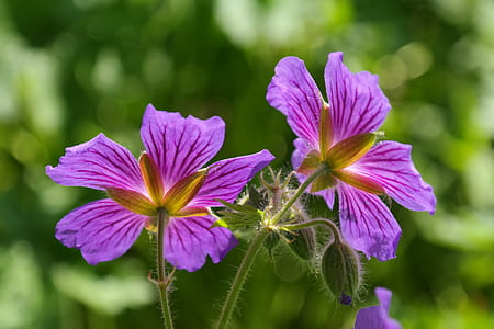 two purple petal flowers thumbnail