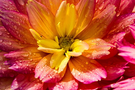 yellow and pink dahlia flower in macro photography thumbnail