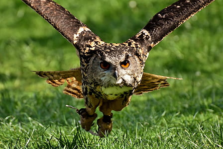 brown owl flying during daytime thumbnail