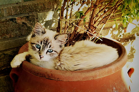Portrait of Cat thumbnail