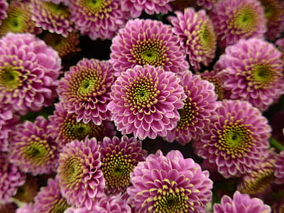 purple-and-green dahlia flowers thumbnail