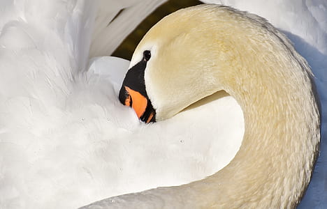 white swan close-up photo thumbnail