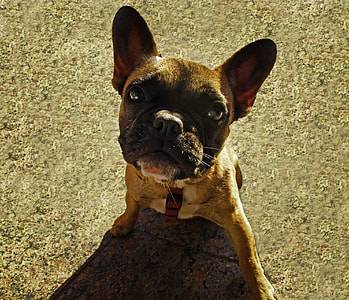 adult fawn French bulldog thumbnail