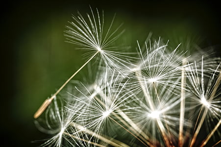 shallow focus photography of white dandelion thumbnail