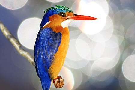 selective photography of blue and yellow bird on tree branch thumbnail