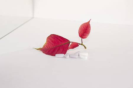 photo of red leafed plant and medication pill on white surface thumbnail