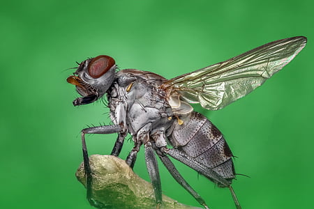 close-up photography of gray and brown common housefly thumbnail