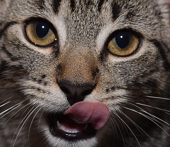 focused photo of brown cat head thumbnail