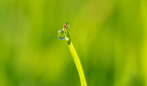 macro-lens photography of water dew on green grass leaf tip thumbnail