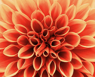 red petal flower thumbnail
