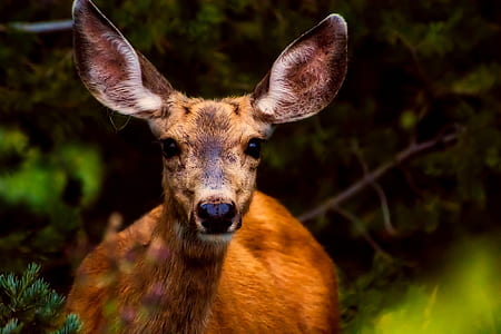 brown deer thumbnail