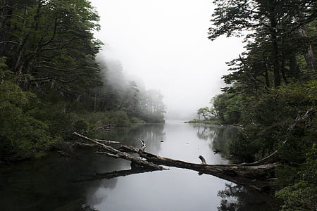 brown driftwood on river thumbnail