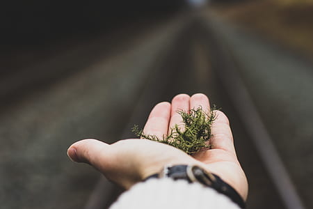person holding green moss thumbnail