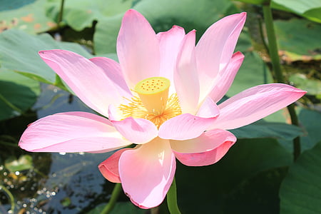 closeup photography of pink lotus flower thumbnail