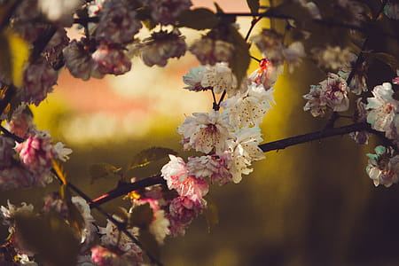 Selective Focus Photography Of White Petaled Flower thumbnail