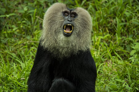 black and brown primate sitting on green grass field thumbnail