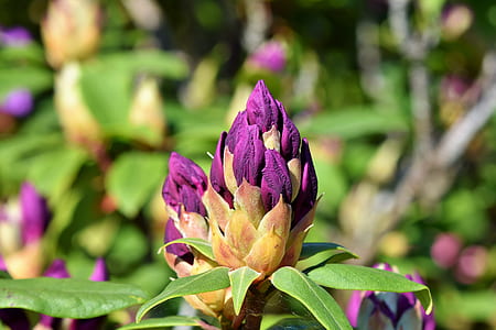 selective focus photography of purple flowers thumbnail