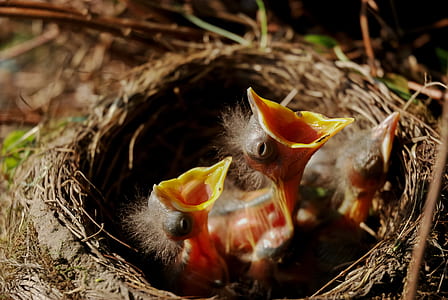 closeup photo of three brown chicks on nest thumbnail