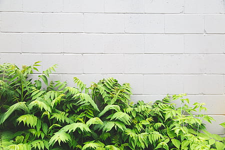 Leaves & White Brick Background Photo thumbnail