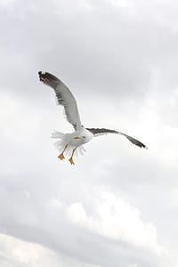 white and black seagull bird flying mid air during daytime thumbnail