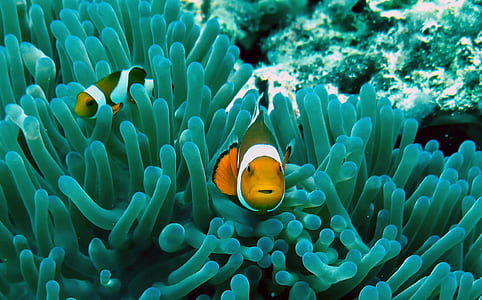 two clown fish on corral underwater thumbnail