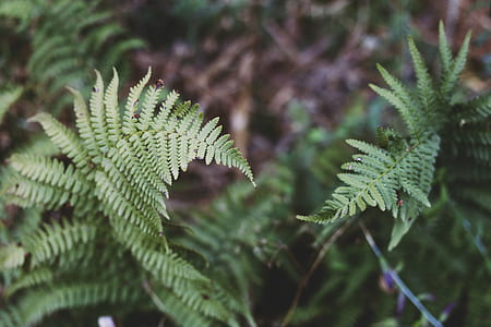 selective focus photography of green leaf plants thumbnail