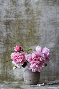 pink peony flowers in vase decor thumbnail