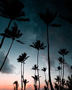 low angle photography of silhouette of palm trees thumbnail