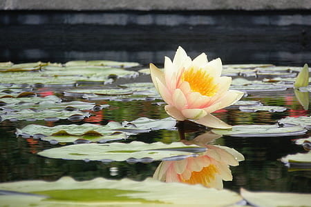 pink lotus floating on body of water thumbnail
