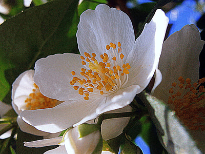 Summer Jasmine, Bauer Jasmin thumbnail