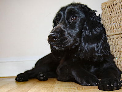 closeup photo of black cocker spaniel on parquet floor thumbnail