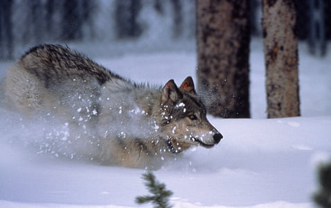 gray wolf on snow covered field near trees thumbnail
