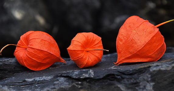 three orange decor on table thumbnail