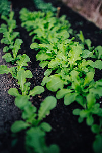 Green garden plants thumbnail