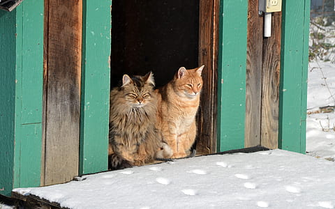 two brown fur cats on door thumbnail